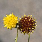 Thelesperma megapotamicum Flower