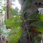 Guettarda baladensis Leaf