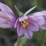 Fritillaria pluriflora Květ