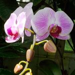 Phalaenopsis amabilis Květ