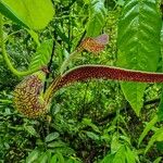 Aristolochia ringens Floro