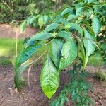 Stewartia rostrata Hoja