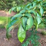 Stewartia rostrata Hostoa