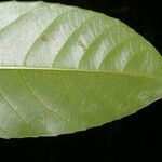 Gymnanthes riparia Hoja