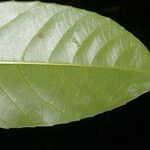 Gymnanthes riparia Leaf