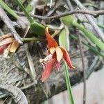 Maxillaria tenuifolia Цвят
