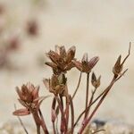 Juncus pygmaeus Frukt