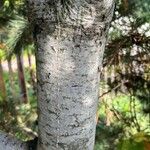 Pinus heldreichii Bark