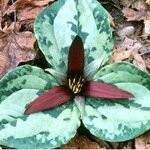 Trillium decumbens Ліст