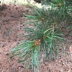 Pinus parviflora Leaf