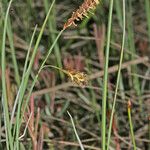 Carex limosa Muu