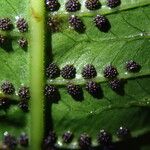 Thelypteris madagascariensis Leaf