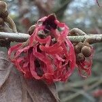 Hamamelis × intermedia Flower