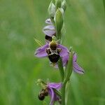 Ophrys x minuticauda その他の提案