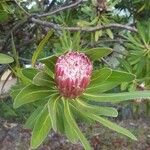 Protea caffra Flower