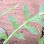 Lepidium coronopus Leaf