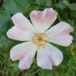 Rosa pouzinii Flor