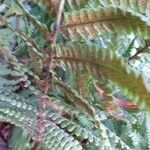 Dryopteris wallichiana Leaf