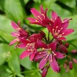 Clintonia andrewsiana Blomma