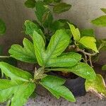 Passiflora edulis Liść