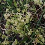 Valeriana discoidea Hábitos