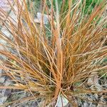 Carex testacea Lapas