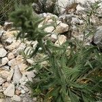 Echium angustifolium ഇല