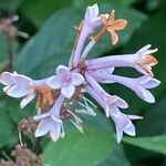 Syringa josikaea Flower