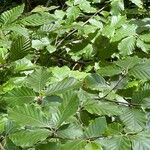 Fagus orientalis Leaf