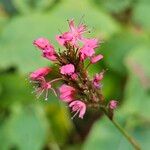 Bistorta amplexicaulis Flower