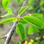 Prunus mahaleb Leaf