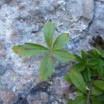 Potentilla caulescens Φύλλο