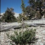 Pinus aristata आदत