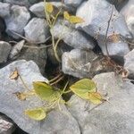 Dioscorea pyrenaica Leaf