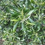 Morella cerifera Hoja