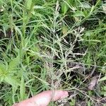 Puccinellia distans Blomst