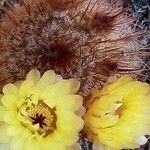 Echinocereus dasyacanthus Fleur
