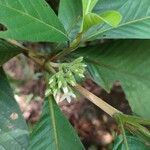 Porterandia anisophylla Flower