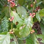 Coffea canephora Blatt