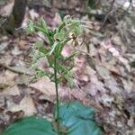 Platanthera orbiculata Flower