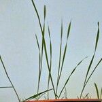 Bromus sterilis Blad