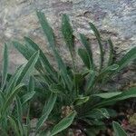 Erysimum rhaeticum Leaf
