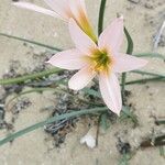 Zephyranthes robustaफूल