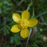 Ranunculus occidentalis Flower