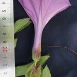 Ipomoea setifera Іншае