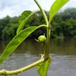 Solanum monachophyllum Fruit