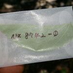 Morus celtidifolia Blatt