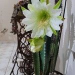 Echinopsis bridgesiiBlatt