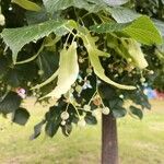 Tilia platyphyllos 果實