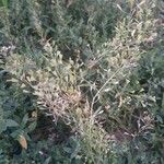 Capsella bursa-pastoris Foglia